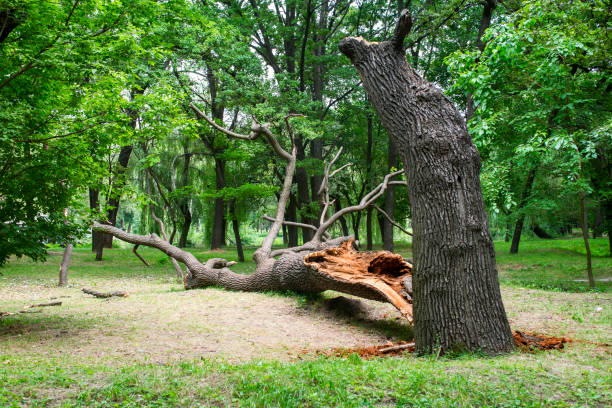 How Our Tree Care Process Works  in  Crete, IL