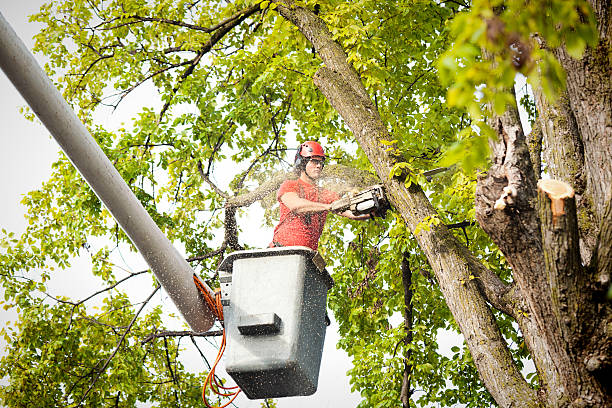 Best Tree Removal  in Crete, IL