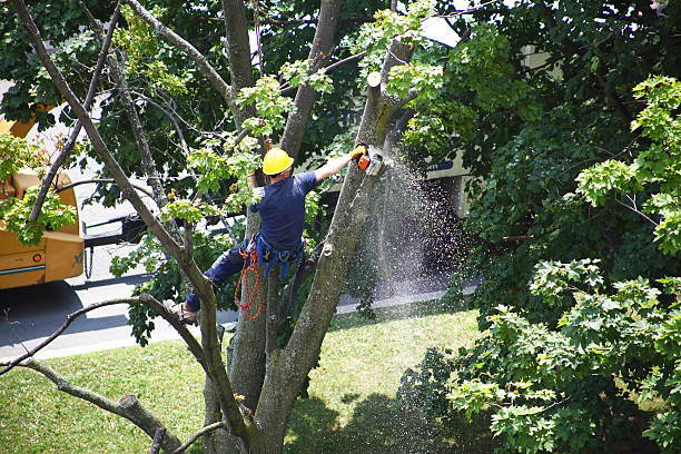 Best Tree Cabling and Bracing  in Crete, IL