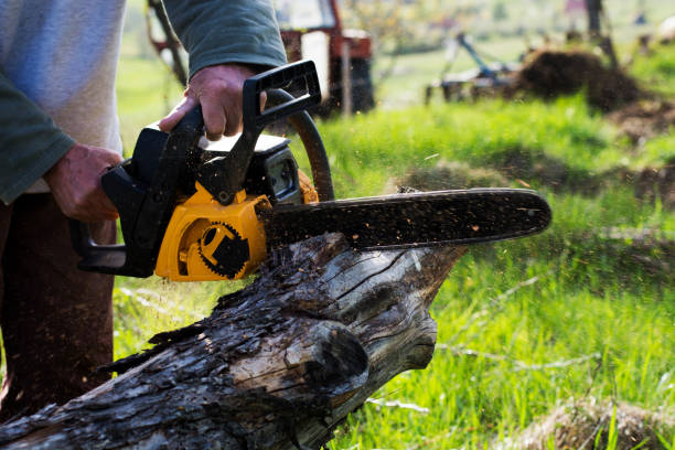 Best Root Management and Removal  in Crete, IL