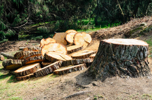 Best Stump Grinding and Removal  in Crete, IL